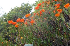 Lampranthus aureus