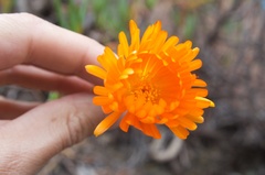 Lampranthus aureus