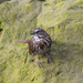 Sooty Song Sparrow - Photo (c) Scott Ranger, some rights reserved (CC BY-NC), uploaded by Scott Ranger