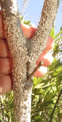Lepidosaphes ulmi
