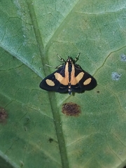 Syngamia
