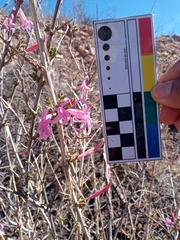 Anisacanthus puberulus