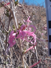 Anisacanthus puberulus