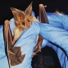 Macrotus californicus