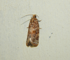 Argyrotaenia tabulana