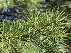 Pseudotsuga menziesii glauca