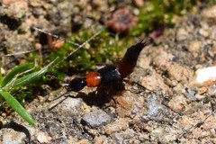 Laetulonthus laetulus