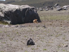 Lycalopex culpaeus andinus