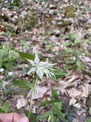 Prosartes maculata