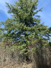 Pseudotsuga menziesii glauca