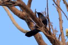 Melanotis caerulescens