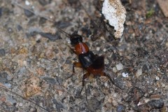 Laetulonthus laetulus