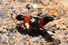 Laetulonthus laetulus