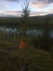 Chrysomyxa arctostaphyli