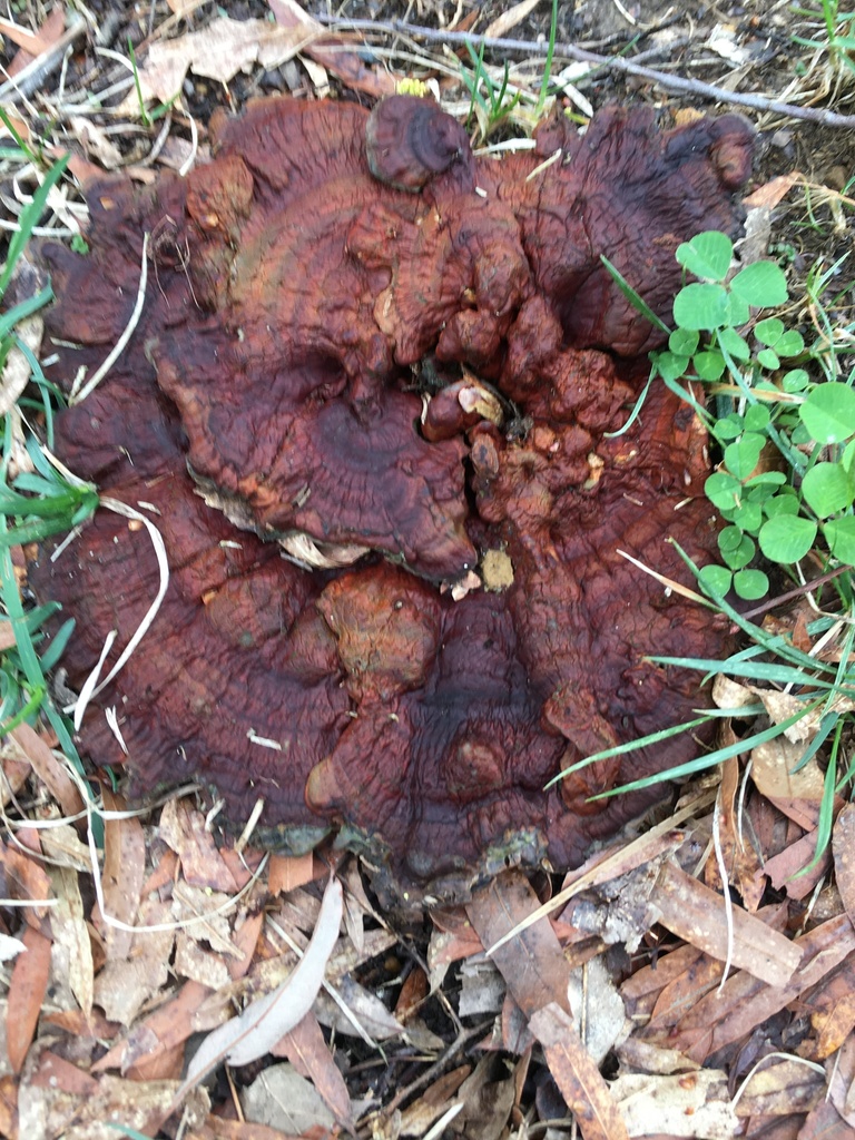 Ganoderma sessile from S Frederick St, Arlington, VA, US on April 9 ...