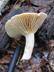 Lactarius subplinthogalus