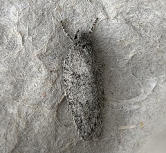 Semioscopis inornata