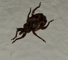 Hyperinae