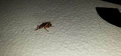 Hyperinae