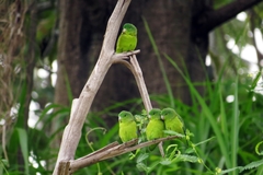 Forpus crassirostris