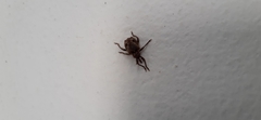 Hyperinae