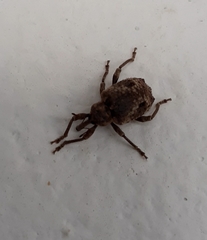 Hyperinae