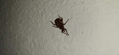 Hyperinae