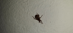 Hyperinae