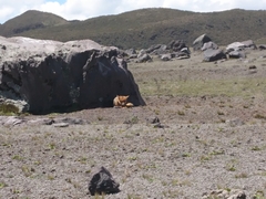 Lycalopex culpaeus andinus