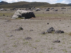 Lycalopex culpaeus andinus