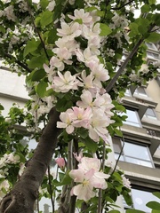 Malus micromalus