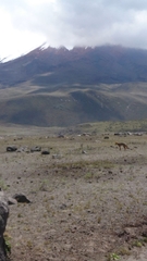 Lycalopex culpaeus andinus