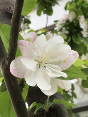Malus micromalus
