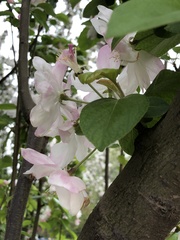 Malus micromalus