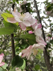 Malus micromalus