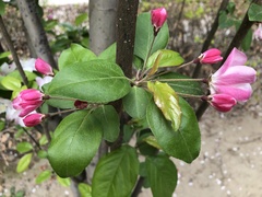 Malus micromalus