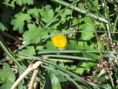 Stylophorum diphyllum