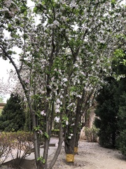 Malus micromalus