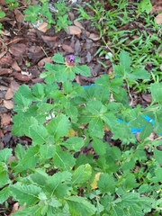 Centratherum punctatum