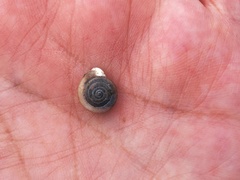 Polygyrinae
