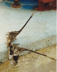 Copiopteryx