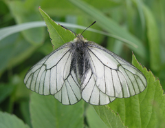 Parnassius stubbendorfii