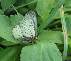 Parnassius stubbendorfii