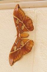 Rothschildia hesperus