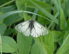Parnassius stubbendorfii