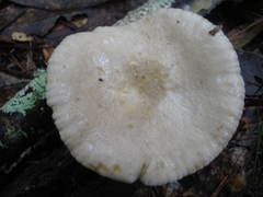Lactarius subplinthogalus