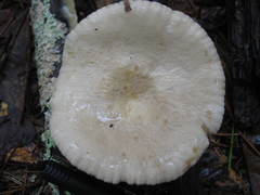 Lactarius subplinthogalus