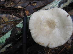 Lactarius subplinthogalus