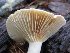 Lactarius subplinthogalus
