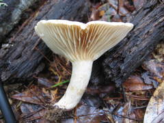 Lactarius subplinthogalus